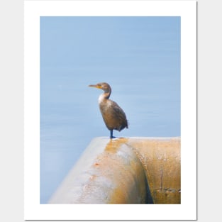 Double-Crested Cormorant II Posters and Art